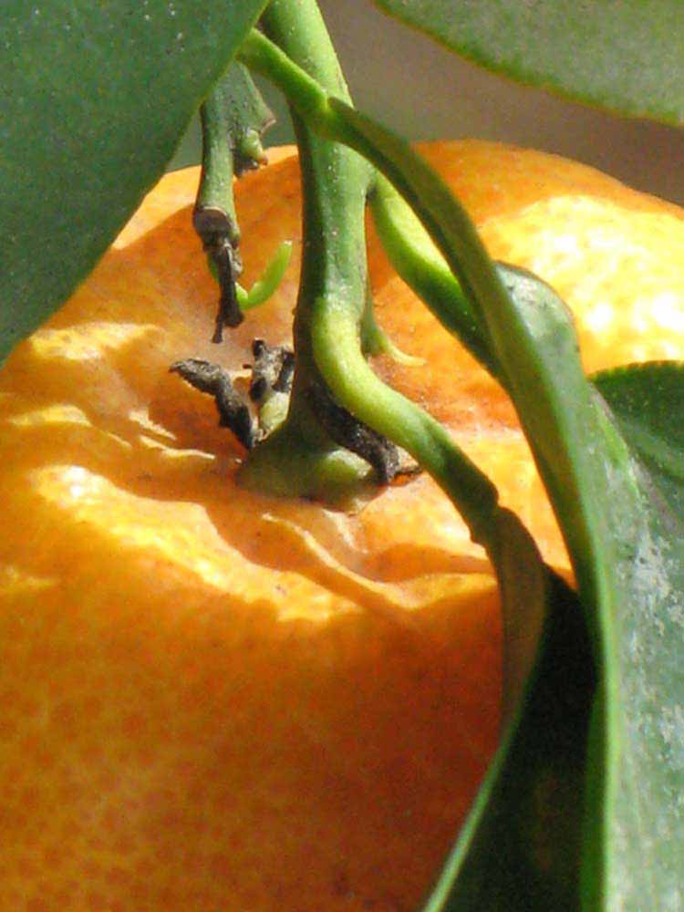            Fruit (Riverside, CA)   